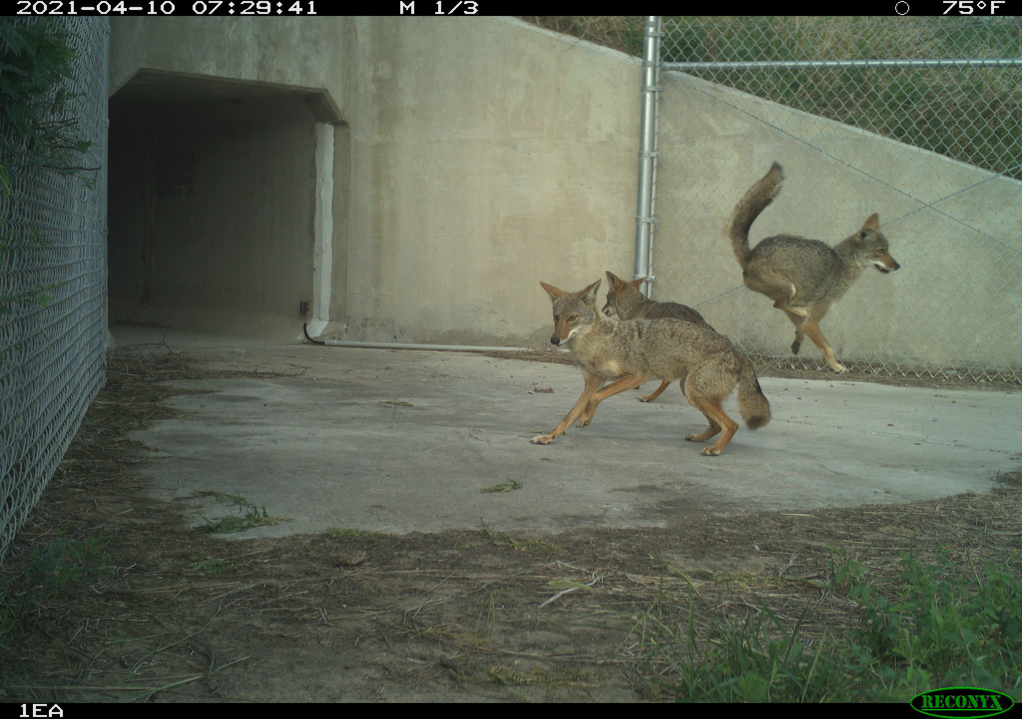 Coyote trio