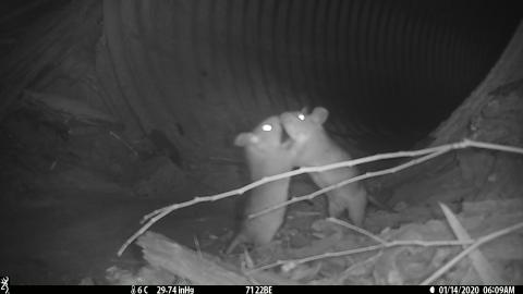Two woodrats interacting